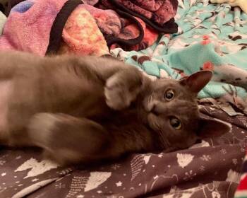 Domestic Short Hair Cats Available for Adoption - Zinnia | PetCurious