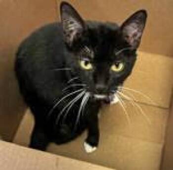 Domestic Short Hair Cats Available for Adoption in Portsmouth, Ohio - Juniper | PetCurious