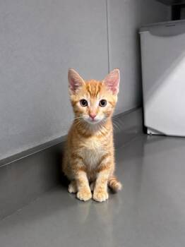 Gene Autry -  Domestic Short Hair and Tabby Cat for Adoption in Orland Hills, Illinois - Gene Autry | PetCurious