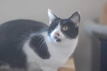 Rescue Domestic Short Hair Cats for Adoption in Mount Pleasant, Pennsylvania - Scarlett | PetCurious