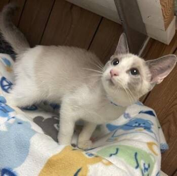 Kitten 27998 (Neko) -  Siamese Cat for Adoption in Parlier, California - Kitten 27998 (Neko) | PetCurious