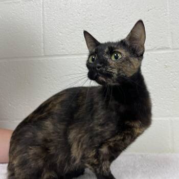Rhapsody -  Domestic Short Hair Cat for Adoption in Lyndhurst, Virginia - Rhapsody | PetCurious