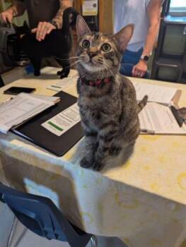 Rescue Domestic Short Hair Cats for Adoption in Rice Lake, Wisconsin - Rita | PetCurious