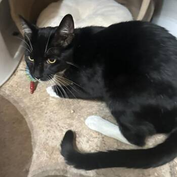Scout -  Domestic Short Hair Cat for Adoption in Los Angeles, California - Scout | PetCurious