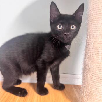 Mr. Munch Munch -  Domestic Short Hair Cat for Adoption in Brownsboro, Alabama - Mr. Munch Munch | PetCurious