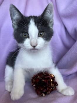 Odessa -  American Bobtail Cat for Adoption in Hood River, Oregon - Odessa | PetCurious