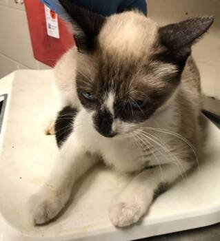 Rescue Domestic Short Hair Cats for Adoption in Conroe, Texas - APPLE | PetCurious