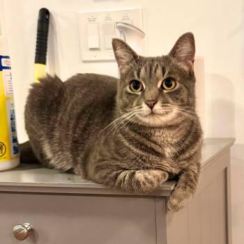 Wishy Washy -  Domestic Short Hair Cat Available for Adoption - Wishy Washy | PetCurious
