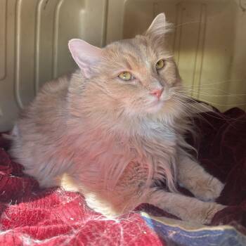 Rescue Domestic Long Hair Cats for Adoption in Waynesburg, Pennsylvania - Morgan | PetCurious