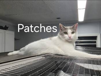 Domestic Short Hair Cats Available for Adoption in Shrewsbury, Massachusetts - Patches | PetCurious