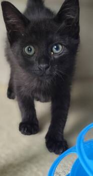 Domestic Short Hair Cats Available for Adoption in Honolulu, Hawaii - Panther | PetCurious