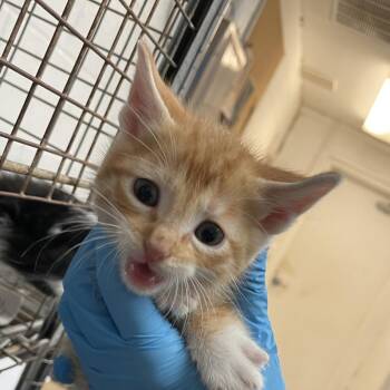 Garfield (Stevie) -  Domestic Short Hair Cat for Adoption in Edinburg, Texas - Garfield (Stevie) | PetCurious