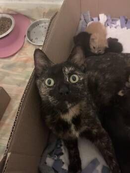 Cherry -  Domestic Short Hair Cat for Adoption in Dayton, Minnesota - Cherry | PetCurious