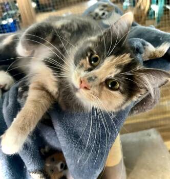 Lillian -  Domestic Medium Hair Cat for Adoption in Estherville, Iowa - Lillian | PetCurious
