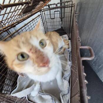 Domestic Short Hair Cats Available for Adoption in San Antonio, Texas - DREAMSICLE | PetCurious