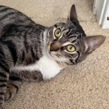 Shortcake -  Domestic Short Hair Cat for Adoption in Greensburg, Pennsylvania - Shortcake | PetCurious