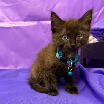 Banks -  Domestic Long Hair Cat for Adoption in North Myrtle Beach, South Carolina - Banks | PetCurious