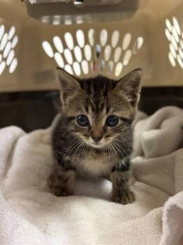 Domestic Short Hair Cats Available for Adoption in Sugar Land, Texas - ELFIE | PetCurious