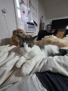 Hyde Kitty -  Domestic Short Hair Cat for Adoption in Aurora, Indiana - Hyde Kitty | PetCurious