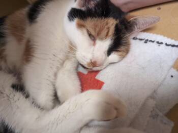 Angi -  Domestic Short Hair Cat for Adoption in Worcester, Massachusetts - Angi | PetCurious