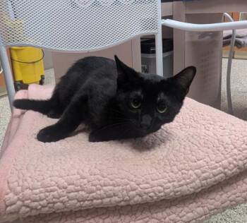Agent K -  Domestic Short Hair Cat for Adoption in Little Rock, Arkansas - Agent K | PetCurious