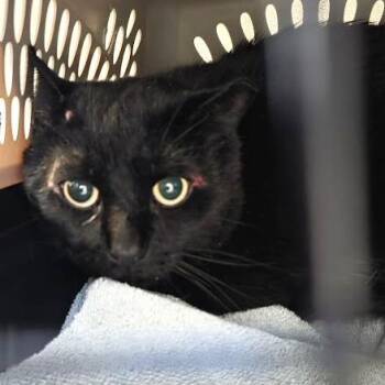 Lestat -  Domestic Short Hair Cat for Adoption in Fairport, New York - Lestat | PetCurious