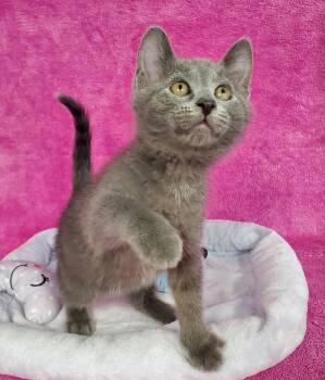 Domestic Medium Hair Cats Available for Adoption in Greenville, Illinois - Sterling | PetCurious