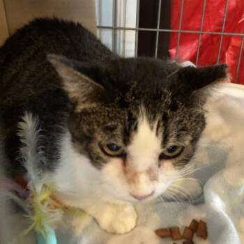 Eleanor Rigsby -  Domestic Short Hair Cat for Adoption in Marion, Illinois - Eleanor Rigsby | PetCurious