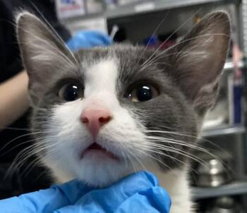 Baptiste -  Domestic Short Hair Cat for Adoption in Winnipeg, Manitoba - Baptiste | PetCurious
