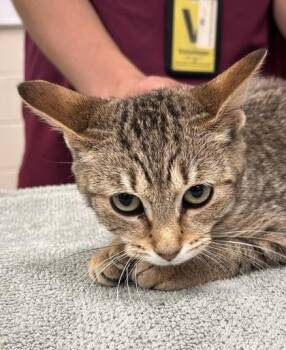 Gabby -  Domestic Short Hair Cat for Adoption in Fishers, Indiana - Gabby | PetCurious