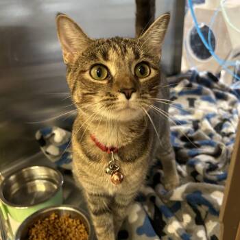 Punkin -  Domestic Short Hair Cat for Adoption in Denison, Texas - Punkin | PetCurious
