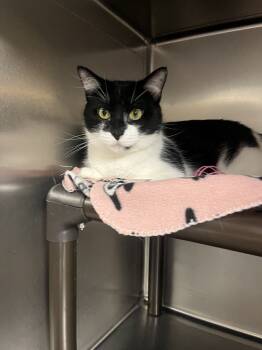 Rescue Domestic Short Hair Cats for Adoption in Cedar Rapids, Iowa - Lyra | PetCurious