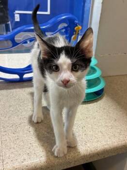 Simba -  Domestic Medium Hair and Domestic Short Hair Cat for Adoption in New Orleans, Louisiana - Simba | PetCurious
