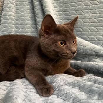 Faith Woodbridge -  Domestic Short Hair Cat for Adoption in Merrifield, Virginia - Faith Woodbridge | PetCurious