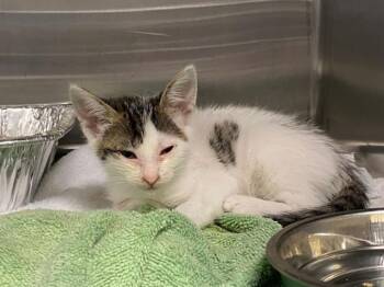 CAT HARDY -  Domestic Short Hair Cat for Adoption in Tustin, California - CAT HARDY | PetCurious