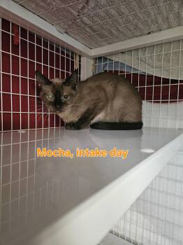 Rescue Domestic Short Hair Cats for Adoption in Melbourne, Florida - Mocha | PetCurious