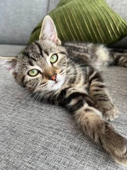 Biddy -  Tabby Cat for Adoption in Ottawa, Ontario - Biddy | PetCurious