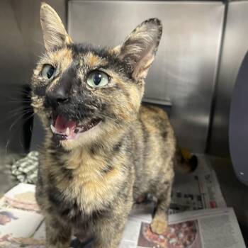 Manchitas -  Domestic Short Hair Cat for Adoption in Chicago, Illinois - Manchitas | PetCurious