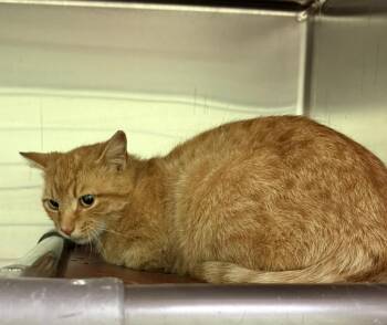 Freedom -  Tabby Cat Available for Adoption in La Porte, Indiana - Freedom | PetCurious