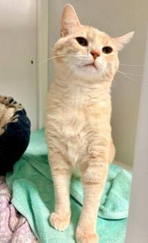 Zeke -  Domestic Short Hair Cat for Adoption in Fairfax, Virginia - Zeke | PetCurious