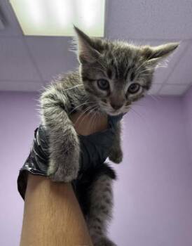 Kitten 1 -  Domestic Medium Hair Cat for Adoption in El Paso, Texas - Kitten 1 | PetCurious