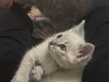 Curly -  Domestic Short Hair Cat for Adoption in Wheeling, Illinois - Curly | PetCurious