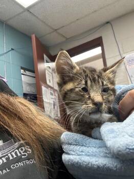 Swanson Kitten -  Domestic Medium Hair Cat for Adoption in Rock Springs, Wyoming - Swanson Kitten | PetCurious
