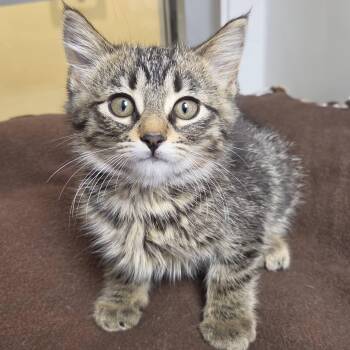 Whopper -  Tabby Cat for Adoption in Marshfield, Wisconsin - Whopper | PetCurious
