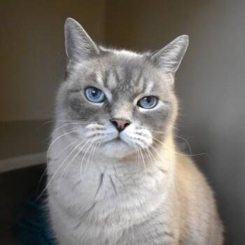 Rescue Siamese Cats for Adoption in Flagstaff, Arizona - Buddy | PetCurious
