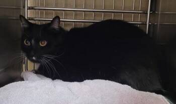Bibs -  Domestic Short Hair Cat for Adoption in Vancouver, Washington - Bibs | PetCurious