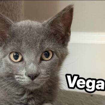 Vega -  Domestic Short Hair Cat for Adoption in Edwardsville, Illinois - Vega | PetCurious