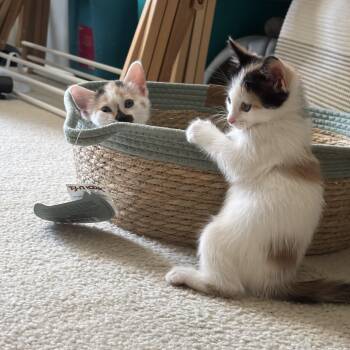 Domestic Short Hair and Calico Cats Available for Adoption in Columbia, South Carolina - Chicken Mini & Spicy Deluxe (Bonded) | PetCurious