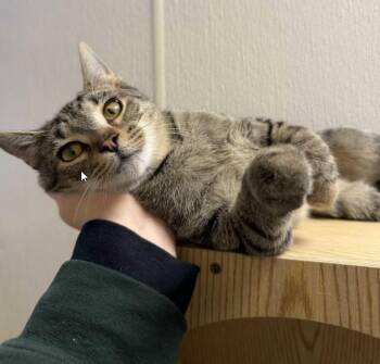 Noodle -  Domestic Short Hair Cat for Adoption in Pottsville, Pennsylvania - Noodle | PetCurious
