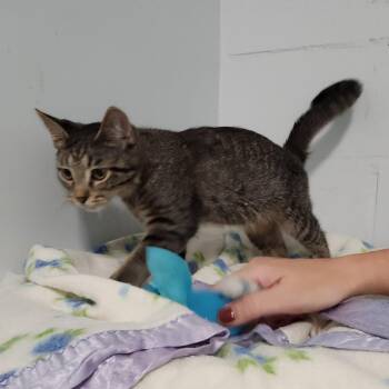 Ernie -  Domestic Short Hair and Tabby Cat for Adoption in Greenfield, Indiana - Ernie | PetCurious